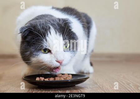 Simpatico gatto divertente mangia cibo umido dal suo piatto, prendersi cura di animali domestici. Foto Stock