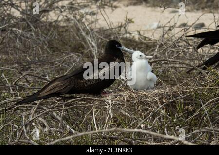 Giovane e magnifico fregatebird seduto con la madre sul suo nido a North Seymour Island nell'Arcipelago delle Galapagos. Foto Stock