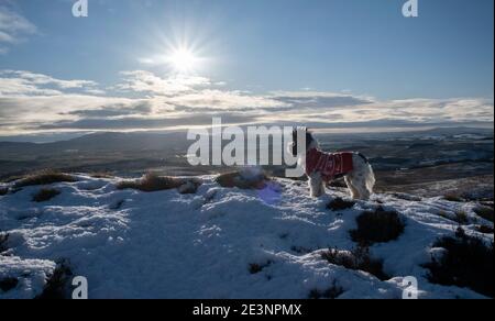Sulla cresta fino a Bishop Forest Hill guardando a sud ovest verso Screel Bengairn e l'Isola di Man in lontananza. Passeggiata con il cane di Natale Foto Stock