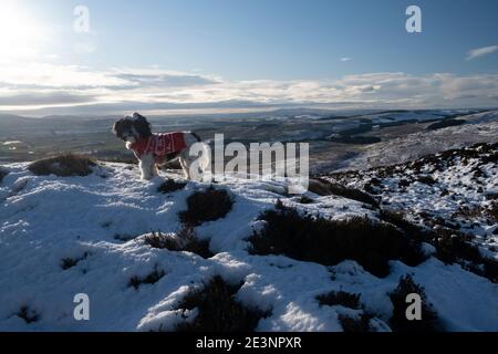 Sulla cresta fino a Bishop Forest Hill guardando a sud ovest verso Screel Bengairn e l'Isola di Man in lontananza. Passeggiata con il cane di Natale a Souther Foto Stock