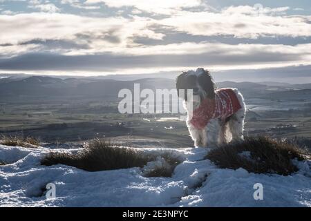 Sulla cresta fino a Bishop Forest Hill guardando a sud ovest verso Screel Bengairn e l'Isola di Man in lontananza. Passeggiata con il cane di Natale Foto Stock