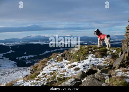 All'altezza della caverna sulla Bishop Forest Hill guardando verso ovest a Cairnsmore of Fleet e le Galloway Hills. Passeggiata con il cane di Natale nelle Uplands meridionali della Scozia Foto Stock