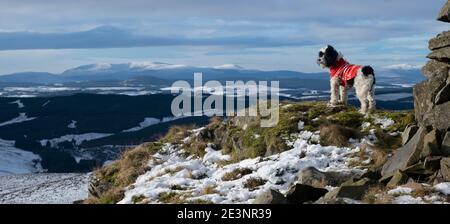 Al Cairn Bishop Forest Hill che guarda a sud ovest verso Cairnsmore of Fleet e Galloway Hills. Passeggiata del cane di Natale in Uplands del sud Foto Stock