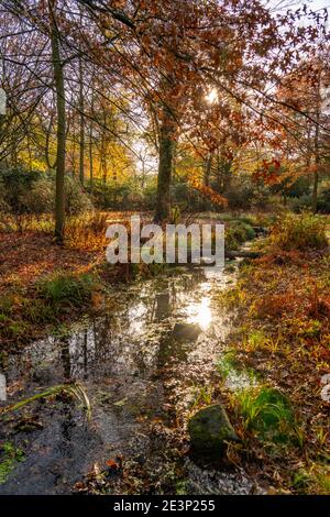 Il Grugapark, Essen, Giardino Botanico, parco per il tempo libero e le attività ricreative locali, presso il lago Waldsee, autunno, Essen, NRW, Germania, Foto Stock