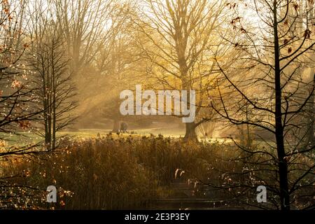 Il Grugapark, Essen, giardino botanico, parco per il tempo libero e la ricreazione, autunno, Essen, NRW, Germania, Foto Stock