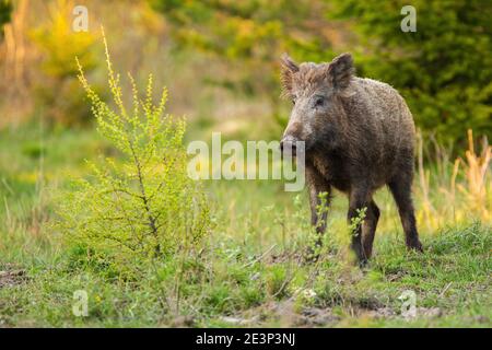 Cinghiale in piedi su un prato con macchia verde dentro natura primaverile Foto Stock