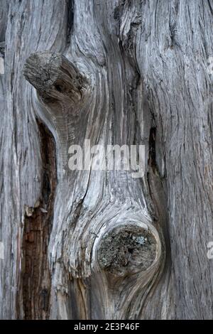 Chiudi il tronco legato di un albero morto Foto Stock