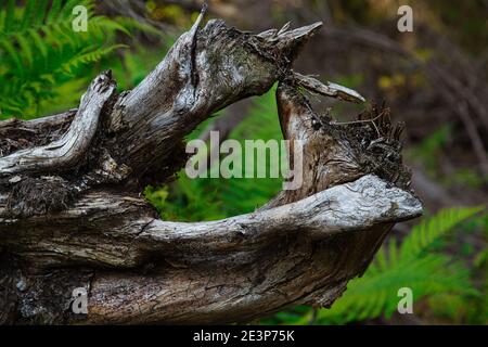 L'illusione di un cervo in un albero caduto dentro La foresta in Flims Svizzera Foto Stock