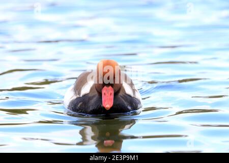 Fungo micorrizale (Suillus grevillei) in Giappone Foto Stock