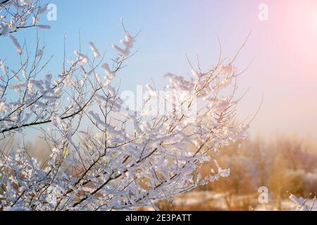 Ramoscelli ricoperti di neve sullo sfondo di un cielo blu di primavera alla luce del sole. Umore di primavera Foto Stock