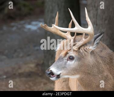 Un closeup della testa di un giovane buck con le piccole formiche. Gli sta lecendo le labbra. Foto Stock