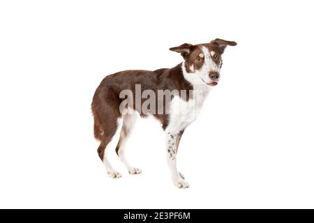 cioccolato fondente collie cane di fronte a un bianco sfondo Foto Stock