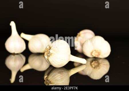 Poche teste, aglio biologico piccante maturo, su fondo nero. Foto Stock