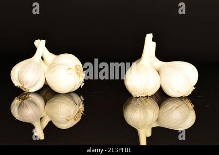 Poche teste, aglio biologico piccante maturo, su fondo nero. Foto Stock