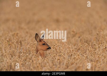 Roe Deer nel loro habitat naturale. Foto Stock