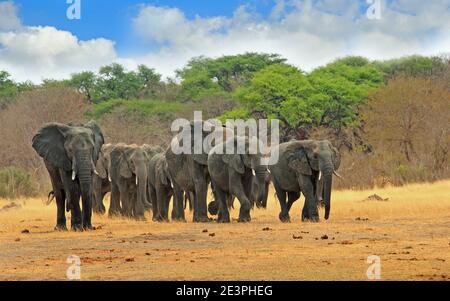 Mandria di elefanti africani che escono dal cespuglio di fronte la savana asciutta Foto Stock