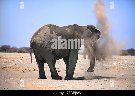 Elefante africano che soffia la polvere su se stesso, con un cielo blu chiaro luminoso e sfondo desertico Foto Stock