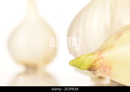 Uno spicchio di aglio biologico piccante maturo, primo piano, su sfondo bianco. Sullo sfondo ci sono tre teste intere di aglio. Foto Stock