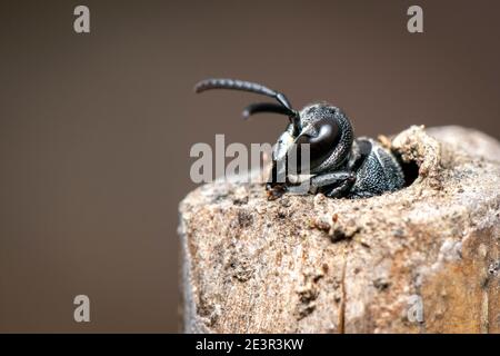 Immagine di una vespa nera sul moncone sullo sfondo della natura. Insetto. Animale. Foto Stock