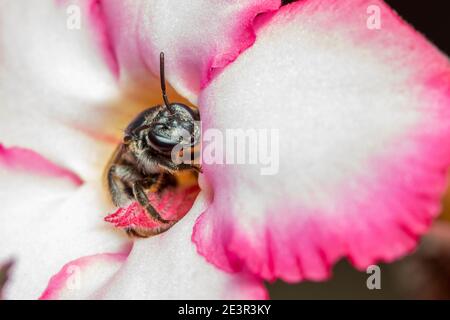 Immagine di vespa nera su fiore su sfondo natura. Insetto. Animale. Foto Stock