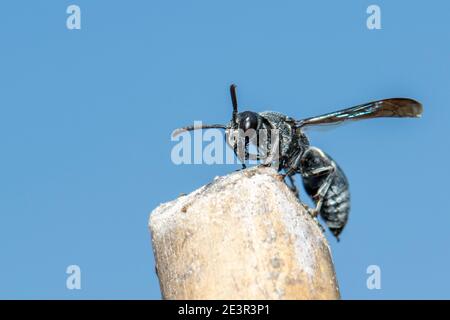 Immagine di una vespa nera sul moncone sullo sfondo della natura. Insetto. Animale. Foto Stock