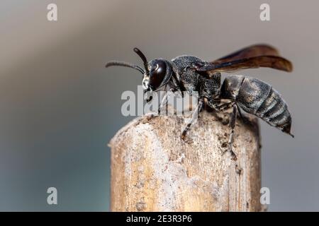 Immagine di una vespa nera sul moncone sullo sfondo della natura. Insetto. Animale. Foto Stock
