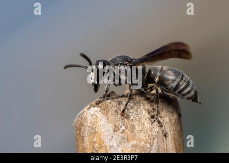Immagine di una vespa nera sul moncone sullo sfondo della natura. Insetto. Animale. Foto Stock