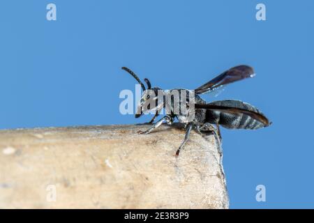 Immagine di una vespa nera sul moncone sullo sfondo della natura. Insetto. Animale. Foto Stock