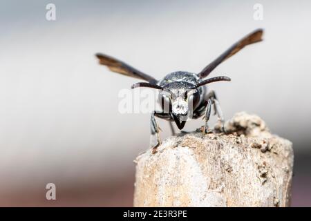 Immagine di una vespa nera sul moncone sullo sfondo della natura. Insetto. Animale. Foto Stock