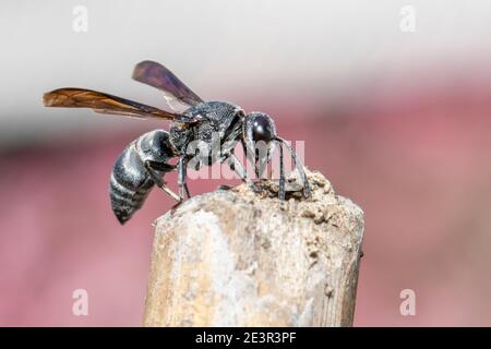 Immagine di una vespa nera sul moncone sullo sfondo della natura. Insetto. Animale. Foto Stock