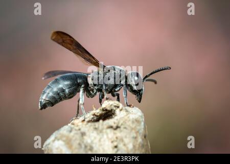 Immagine di una vespa nera sul moncone sullo sfondo della natura. Insetto. Animale. Foto Stock