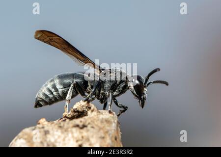Immagine di una vespa nera sul moncone sullo sfondo della natura. Insetto. Animale. Foto Stock