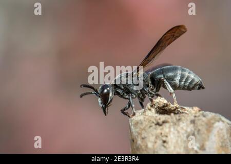 Immagine di una vespa nera sul moncone sullo sfondo della natura. Insetto. Animale. Foto Stock