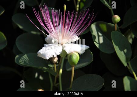 cappero bianco e viola fiore su cespuglio con frutta e. Gemme e foglie intorno da vicino in un giardino italiano Foto Stock