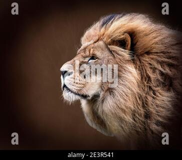 Ritratto di un animale Leone maschile su sfondo testurizzato Foto Stock