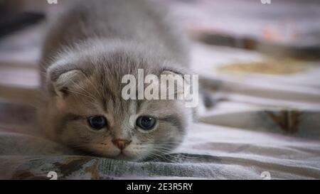 Carino gattino scozzese di sei settimane, ritratto di gattino Foto Stock