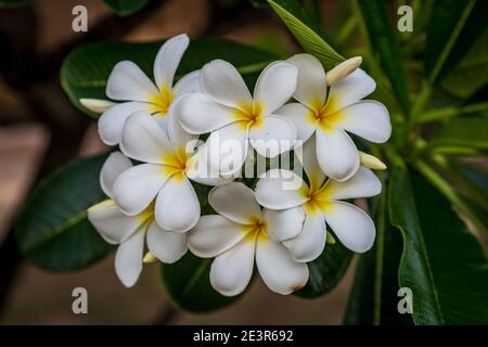Fiori piuttosto frangipani che crescono sull'isola di Barbados Foto Stock