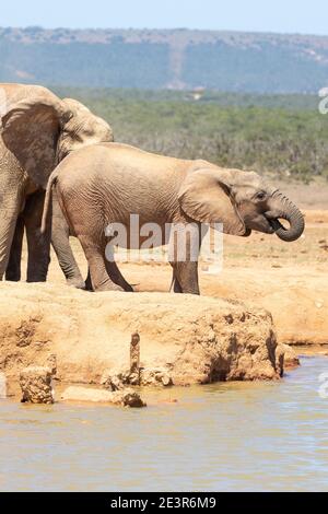 Elefante africano (Loxodonta africana) matriaco e vitello bevendo alla diga di Hapoor, Addo Elephant National Park, Capo Orientale, Sud Africa Foto Stock
