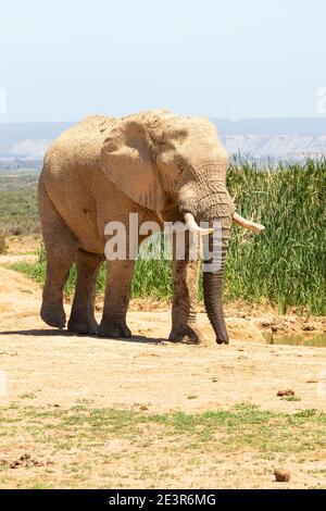 Elefante africano (Loxodonta africana) bull indossando collare radio per la ricerca alla diga di Hapoor, Addo Elephant National Park, Capo orientale, Sud Africa Foto Stock