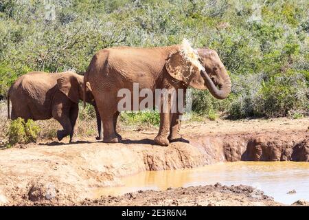 L'elefante africano (Loxodonta africana) si raffredda in un'acqua che spruzzi, l'Addo Elephant National Park, Capo orientale, Sudafrica Foto Stock