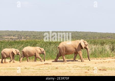 Elefante africano (Loxodonta africana) matriach e due vitelli a Hapoor diga, Addo Elephant National Park, Capo orientale, Sud Africa Foto Stock