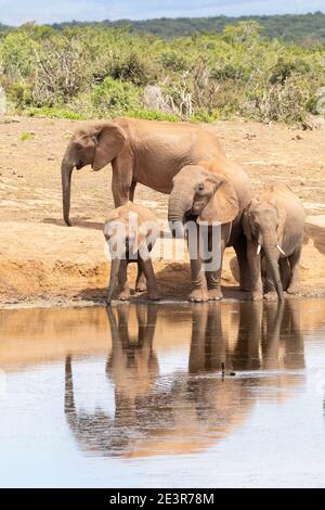 Elefante africano (Loxodonta africana) che beve mandria riflessa in wtaer a Gwarrie Pan, Addo Elephant National Park, Capo Orientale, Sud Africa Foto Stock