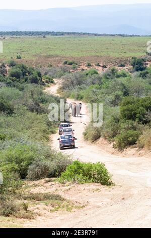 L'elefante africano (Loxodonta africana) è seguito da veicoli turistici su strada sterrata polverosa, Addo Elephant National Park, Capo orientale, Sud Africa Foto Stock
