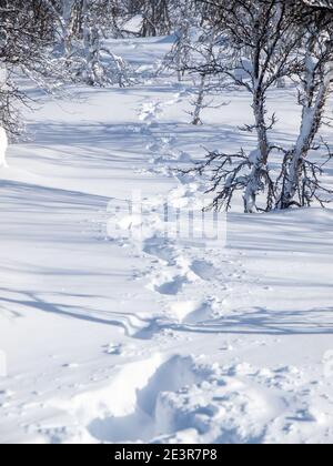 Impronte fresche in una neve nuova e profonda Foto Stock