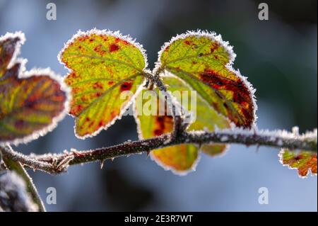 Foglie di bramble ghiacciate Foto Stock