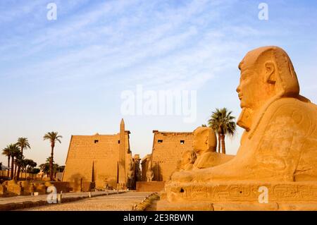 Nord Africa Egitto Luxor sul fiume Nilo Tempio di Luxor il viale delle Sfingi, cielo blu giorno, sfinge Foto Stock