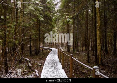 Un percorso escursionistico in legno attraverso la foresta al Parco Nazionale della Foresta di Bialowieza, Polonia Foto Stock