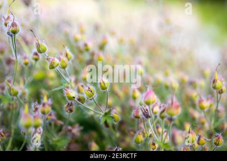 Molti fiori rosa prato selvatico in estate campo soleggiato in alba del mattino Foto Stock