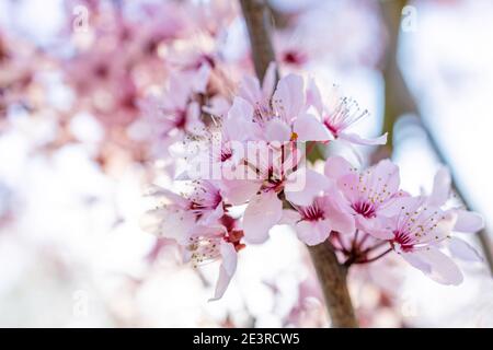 Un ramo di un albero di mela con fiori in fiore molla Foto Stock