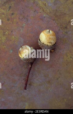 Gambo con due tazze contenenti ghiande secche di rovere inglese O Quercus robur albero Foto Stock